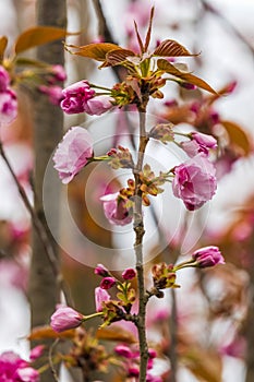 Branch of Prunus Kanzan cherry with pink double flowers and red leaves.