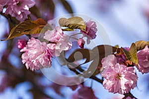 Branch of Prunus Kanzan cherry with pink double flowers and red leaves.