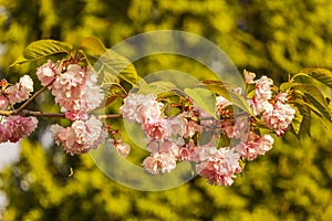 Branch of Prunus Kanzan cherry with pink double flowers and red leaves.