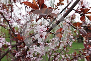 Branch of Prunus pissardii with pink flowers and red leaves