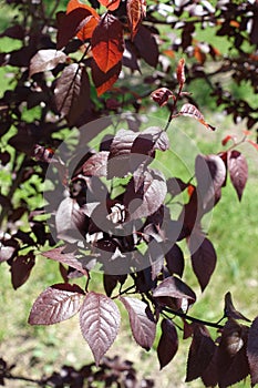 Branch of prunus pissardii with purple leaves