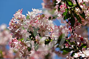 Prunus serrulata japanese cherry