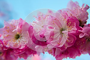 Branch of Prunus triloba beautiful pink flowers against blue sky