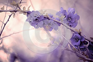 Branch with purple blossoms in pastel ambience