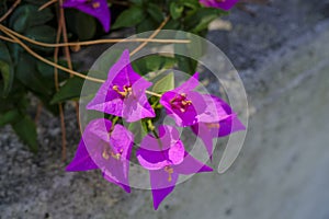 branch of purple bougainvillea flowers closeup across the gray wall background. Tropical floral background. Macro