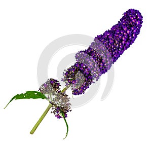 Branch with purple flowers of a butterfly bush (Buddleja davidii) photo