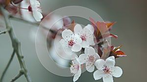 Branch Of A Purple Leaf Plum Tree. Blooming Red Leaf Plum. Cherry Plum Flowers.