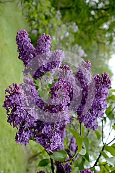 A branch of purple lilac on in the arboretum of the Botanical Garden