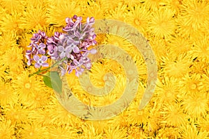 Branch of purple lilac on dandelions