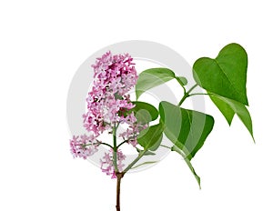 Branch of purple lilac with flowers and green leaves isolated on white background