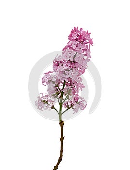 Branch of purple lilac with flowers isolated on white background