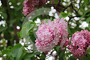 A branch of purple lilac at the Royal Botanical Garden of Burlington