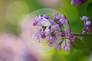 Branch of a purple lilac tree with small closed violet flowers