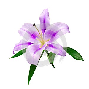 A branch of purple lily closeup isolate on a white background with green leaves. For greeting cards and decoration