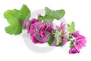 The branch purple mallow