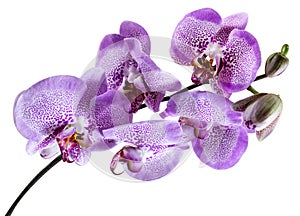Branch of purple orchid flower isolated on white background