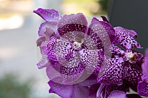 Branch of purple orchid Vanda Coerulea in a greenhouse