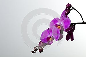 Branch of purple orchids