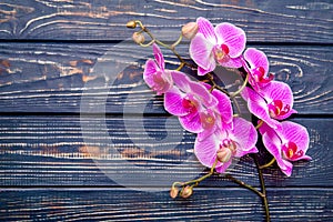 A branch of purple orchids