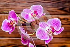 A branch of purple orchids