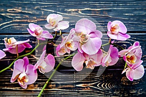 A branch of purple orchids