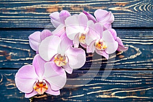 A branch of purple orchids