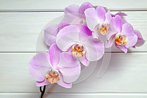 A branch of purple orchids