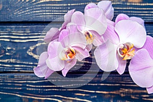 A branch of purple orchids