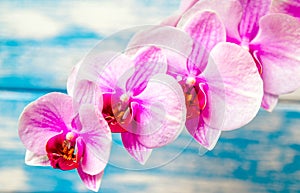 A branch of purple orchids