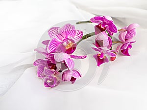 Branch of purple orchids on white fabric background. Purple orchid flowers on white fabric