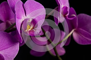 A branch with purple phalaenopsis flowers close-up similar to outlandish creatures on a dark background