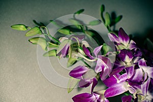 Branch Purple with white orchid flowers close-up on grey background