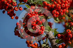 Branch of pyracantha or firethorn plant with bright red berries against the blue sky. Berries adorn the bush in autumn