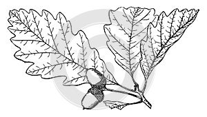 Branch of Quercus Platanoides vintage illustration