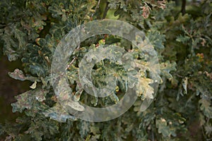 Quercus robur branch