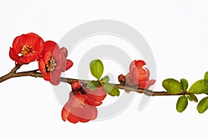 Branch of quince in blossom