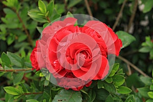 BRANCH OF RED ROSE AT DELO PARK photo