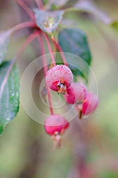 A branch with raindrops on red wild apples against a blurry green background