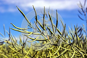 Zweig aus Rübe voll schoten aus bohnen gegen blauer himmel 