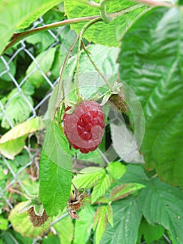 Branch of raspberries