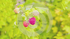 Branch of raspberries of different ripeness on a blurred