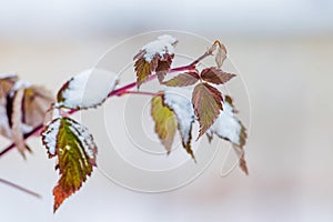 Branch of raspberries with dry leaves, covered with snow. Winter