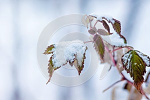 Branch of raspberries with dry leaves, covered with snow. Winter