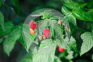 Branch with the raspberries in the garden in the summer