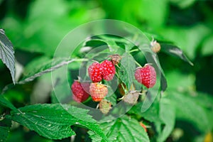 Branch with the raspberries in the garden in the summer