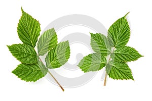 A branch of raspberries, isolated on white background