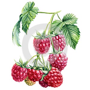 Branch Raspberry berries on an isolated white background. Watercolor botanical illustration