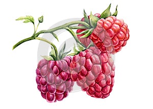 Branch raspberry berries on an isolated white background. Watercolor botanical illustration