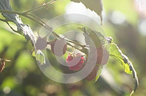 Branch of a raspberry bush with a berry in an orchard