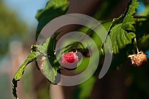 Branch of a raspberry bush with a berry in an orchard
